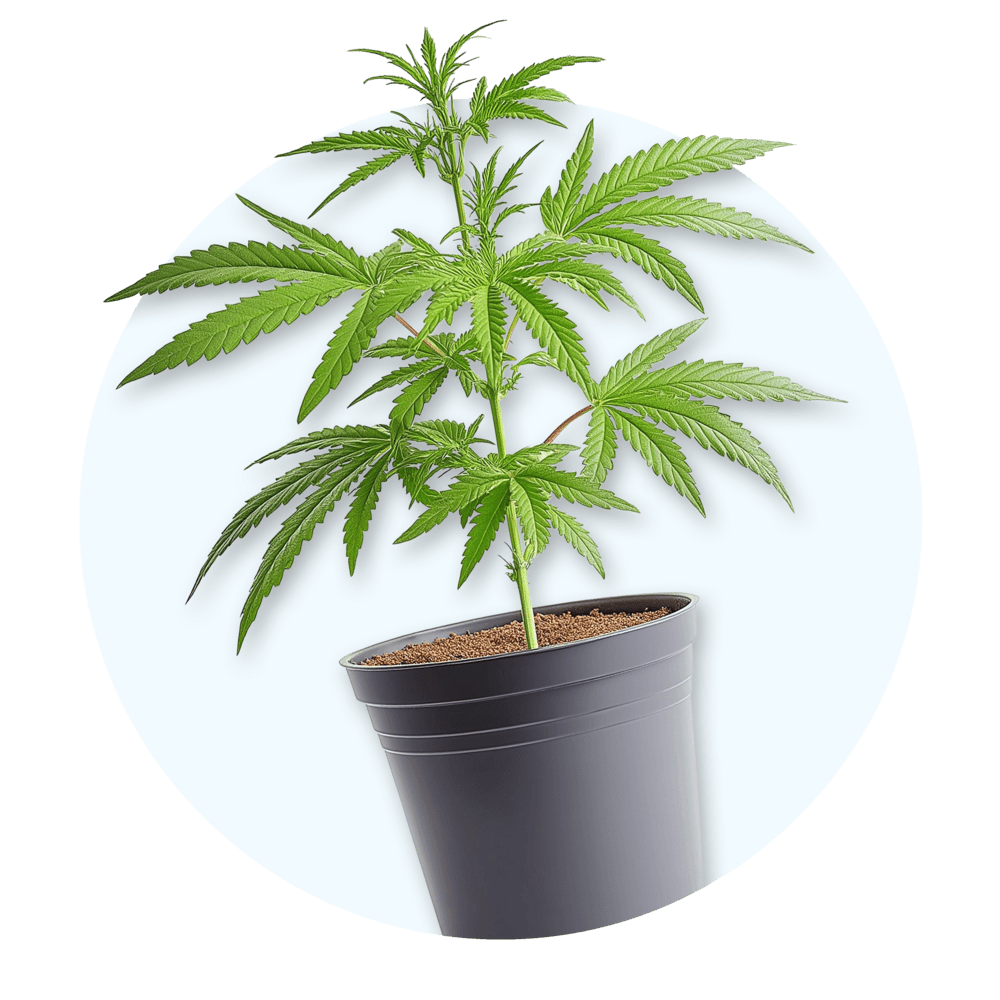 Cannabis Clones for Cultivation - JARS Cannabis Clones for Cultivation - JARS